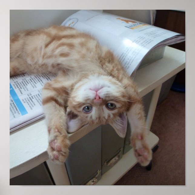 Poster Relaxation de Kitty (Devant)
