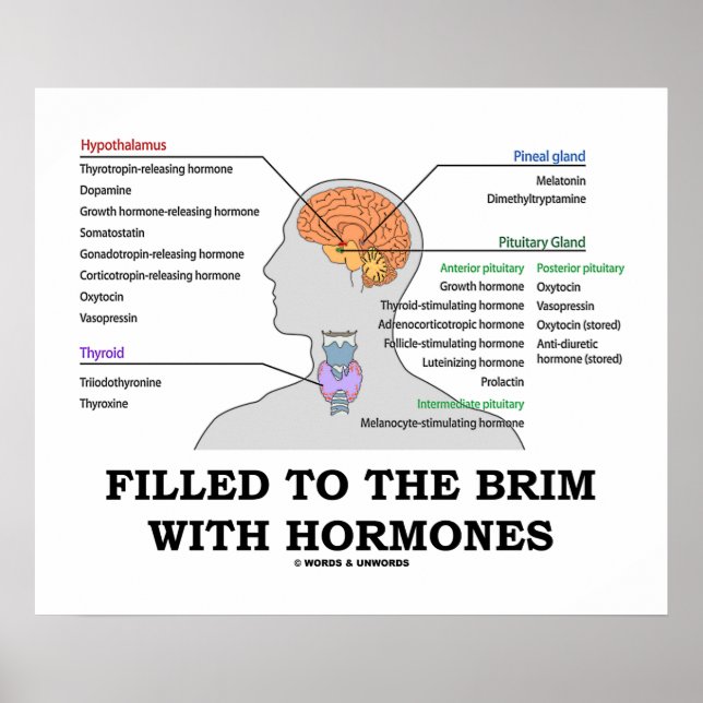 Poster Rempli Au Brim Avec Hormones Endocrine Humour (Devant)