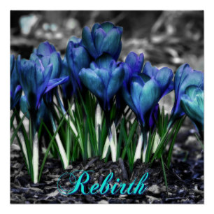 Poster Renaissance des fleurs de Crocus bleu Aqua