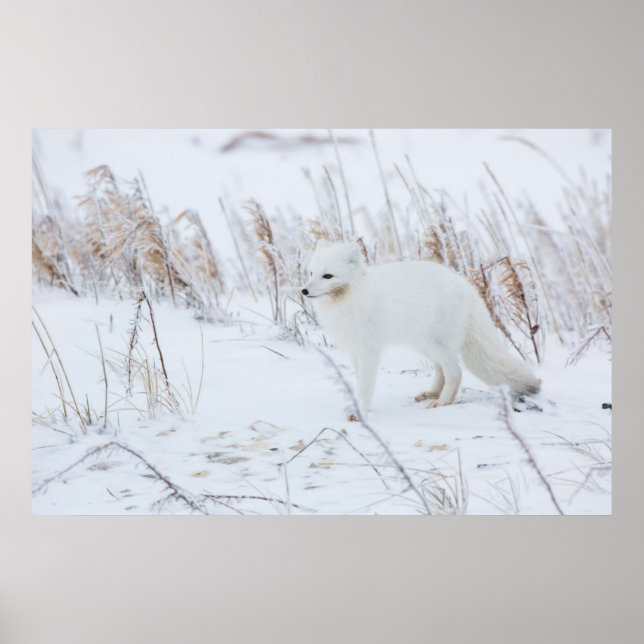 Poster Renard Arctique (Devant)