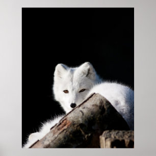 Poster Renard arctique