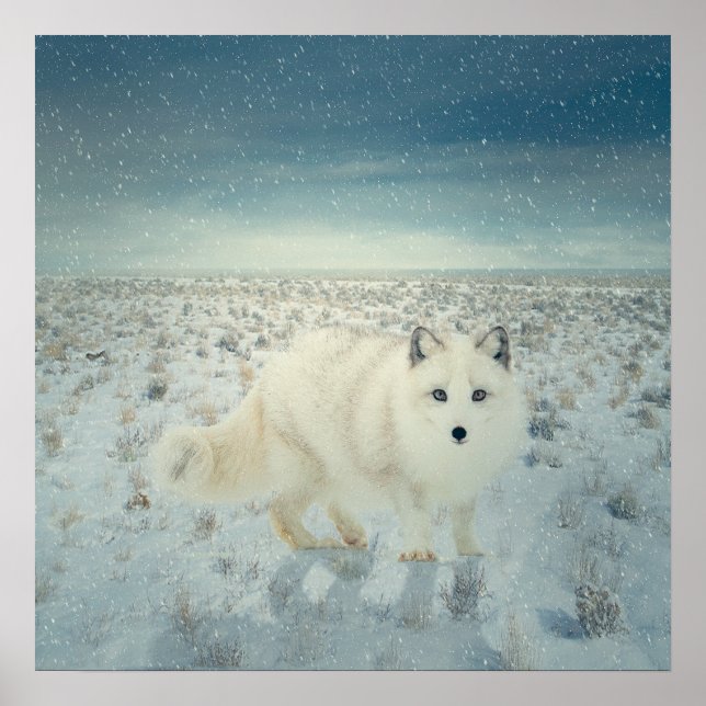 Poster Renard arctique (Devant)