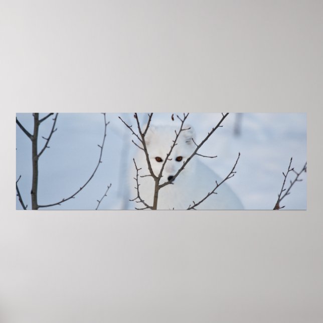 Poster Renard arctique (Devant)