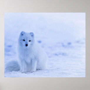 Poster Renard arctique, Islande