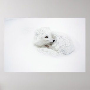 Poster Renard arctique recouvert en hiver