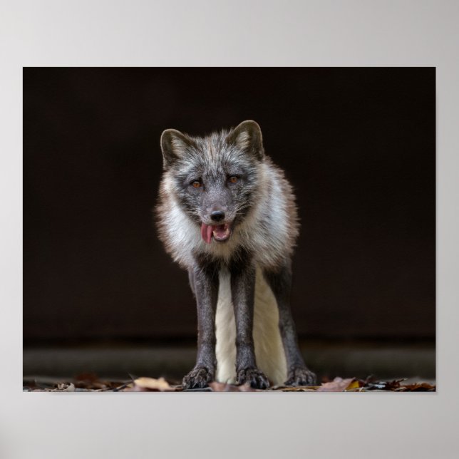 Poster Renard argenté captivant (Devant)