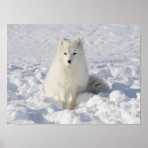 Poster Renard blanc