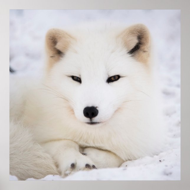 Poster Renard blanc arctique dans la neige (Devant)