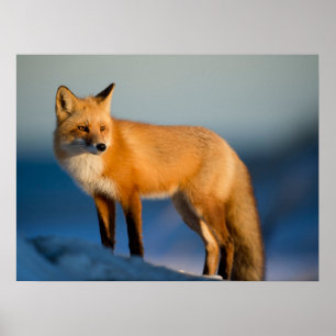 Poster Renard Brown