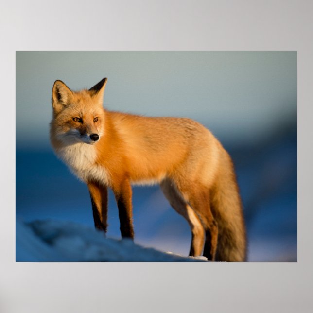 Poster Renard Brown (Devant)