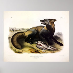 Poster Renard croisé américain (Vulpes vulpes) par Audubo