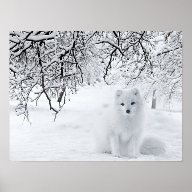 Poster Renard des neiges dans les bois d'hiver (Devant)