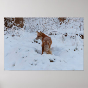 Poster Renard d'hiver