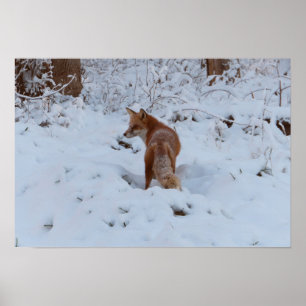 Poster Renard d'hiver