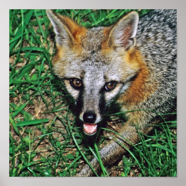 Poster Renard gris (Devant)