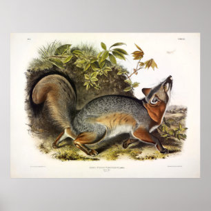 Poster Renard gris / Renard gris (Urocyon cinereoargenteu