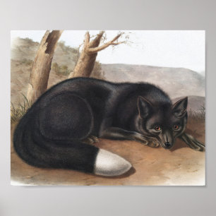 Poster Renard noir ou argenté américain (Vulpes fulvus)