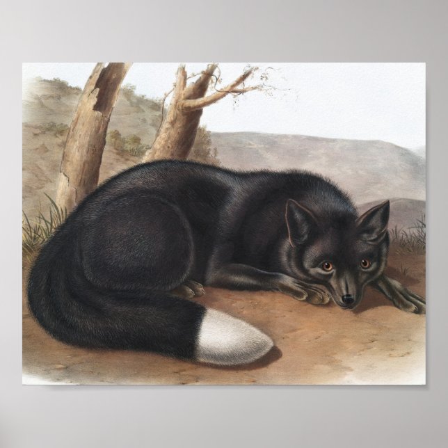 Poster Renard noir ou argenté américain (Vulpes fulvus) (Devant)