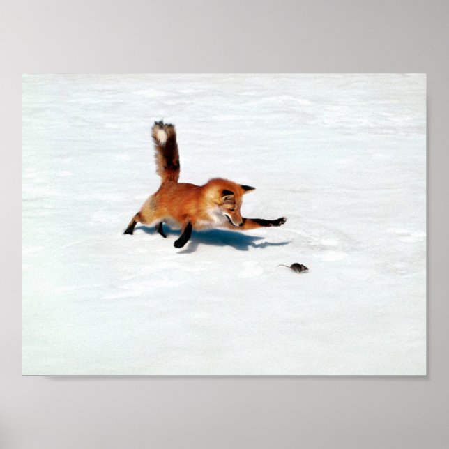 Poster Renard rebondissant (Devant)