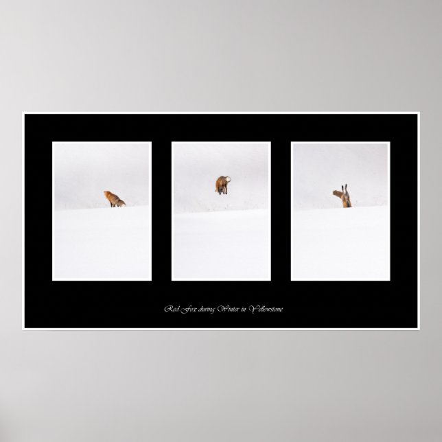 Poster Renard rouge (Devant)