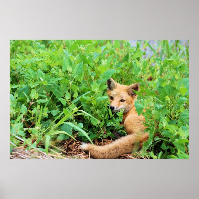 Poster Renard rouge (Devant)