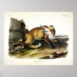 Poster Renard rouge américain, Vulpes vulpes fulvus par A