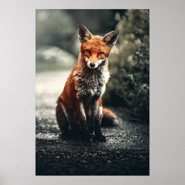Poster Renard Rouge Assis Au Sol (Devant)