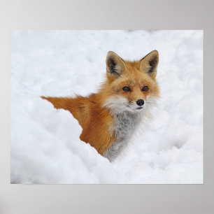 Poster Renard rouge dans la neige