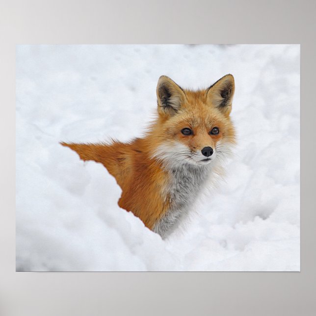 Poster Renard rouge dans la neige (Devant)