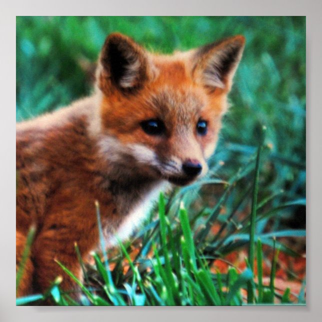Poster Renard rouge dans l'habitat naturel (Devant)