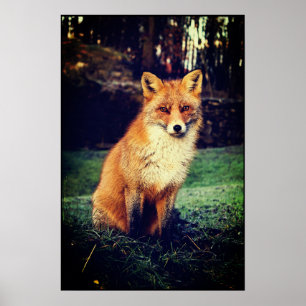 Poster Renard rouge dans une forêt