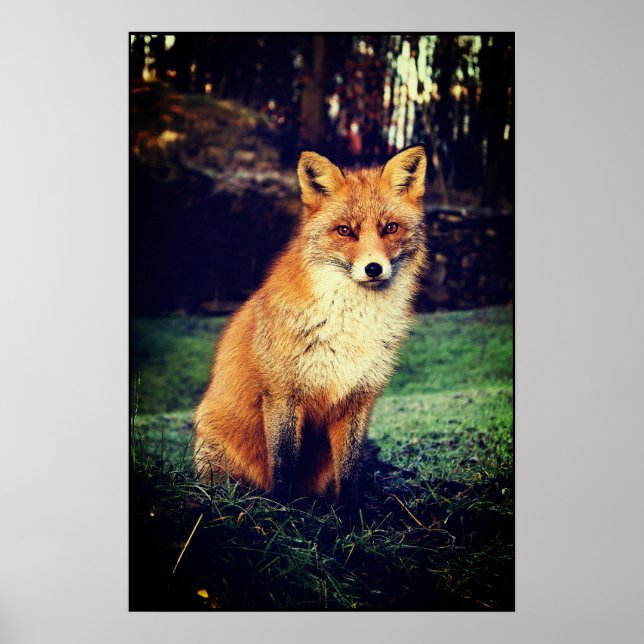 Poster Renard rouge dans une forêt (Devant)