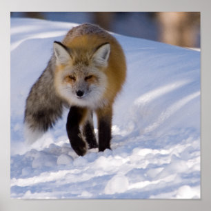 Poster Renard rouge de Yellowstone