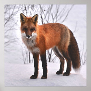 Poster Renard rouge en hiver