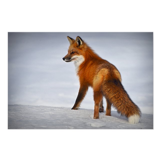 Poster Renard rouge en hiver (Devant)
