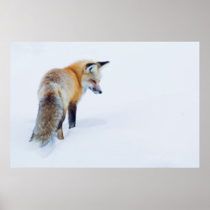 Poster Renard rouge en hiver