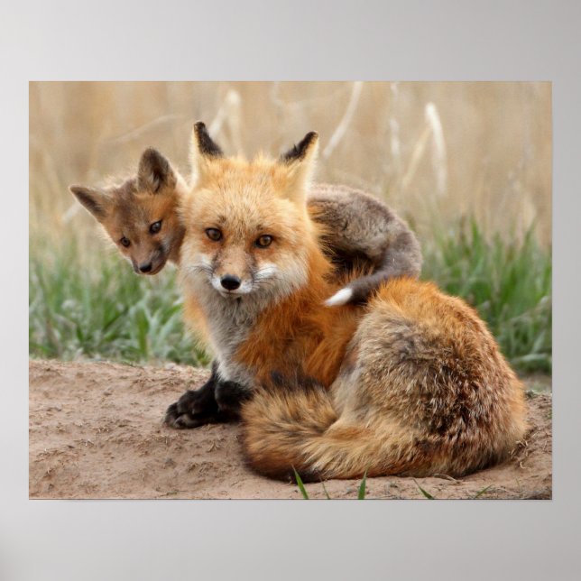 Poster Renard Rouge Et Bébé (Devant)