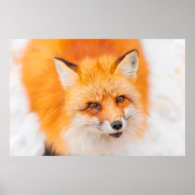 Poster Renard rouge japonais se reposant, dormant et joua (Devant)