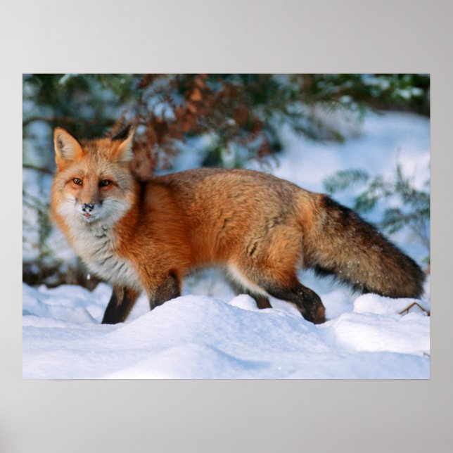 Poster Renard rouge | Neige en hiver, Montana (Devant)