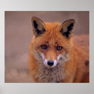 Poster Renard rouge, portrait, prise de vue