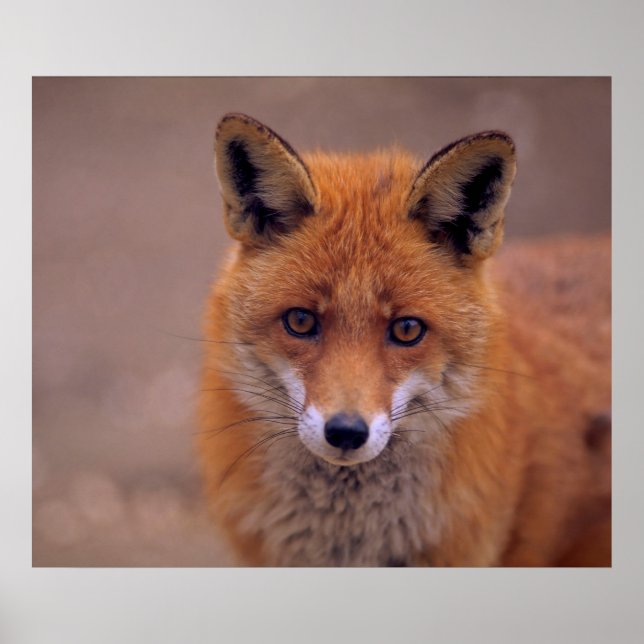 Poster Renard rouge, portrait, prise de vue (Devant)