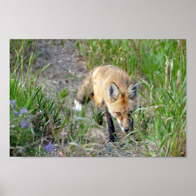 Poster Renard rouge sournois, Colorado (Devant)