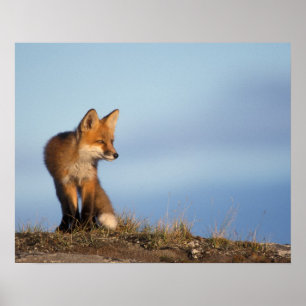 Poster renard rouge, Vulpes vulpes, dans la zone 1002 de