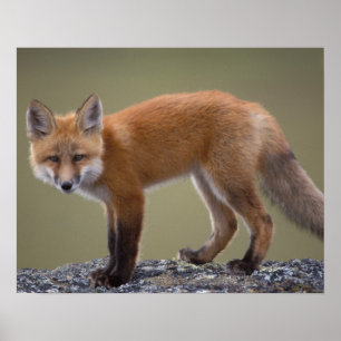 Poster renard rouge, Vulpes vulpes, le long du centre nor
