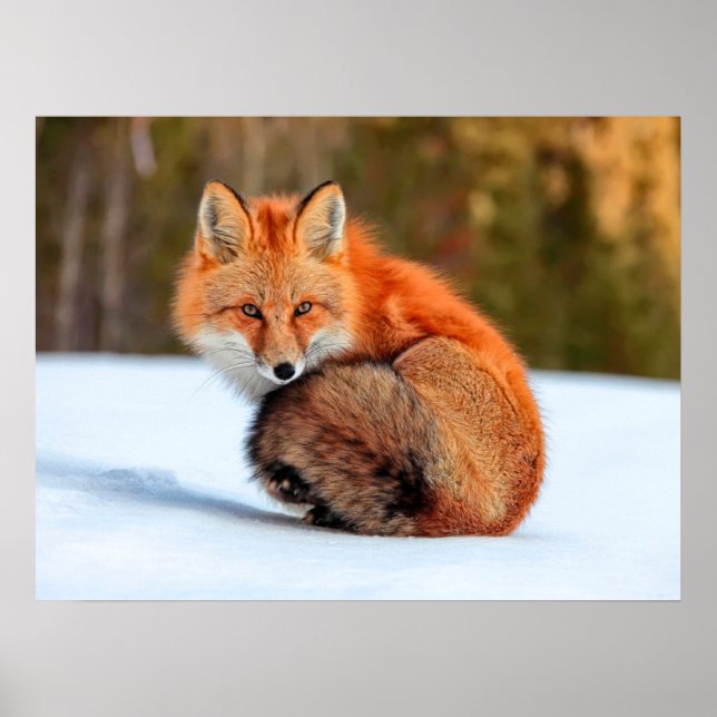 Poster Renard roux dans la neige | Yukon (Devant)