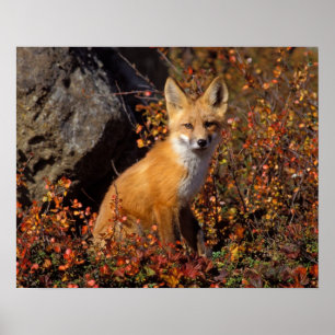 Poster renard roux, Vulpes vulpes, en couleurs d'automne