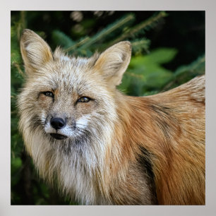 Poster Renard sauvage