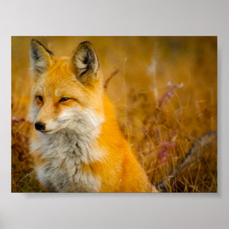 Poster Renard sauvage dans la forêt