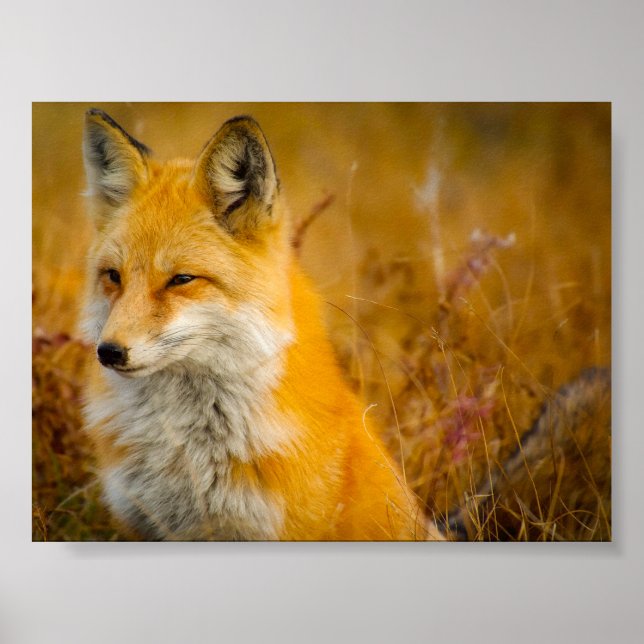 Poster Renard sauvage dans la forêt (Devant)