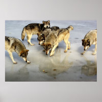 Rencontrez le pack Wolf